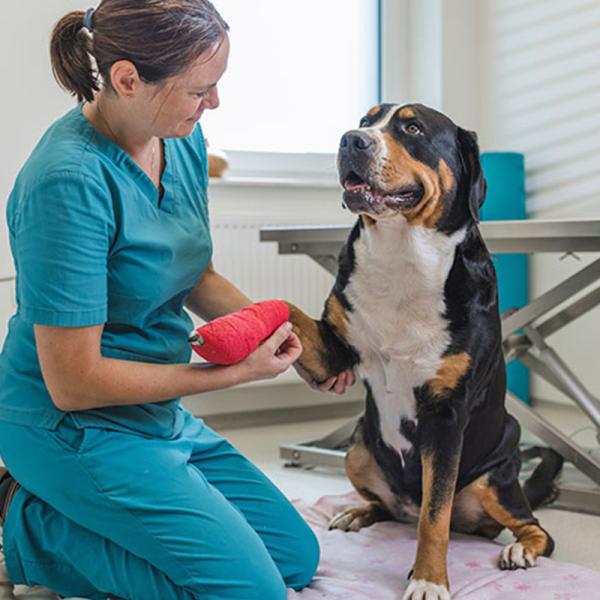 Sistema ERP Veterinaria